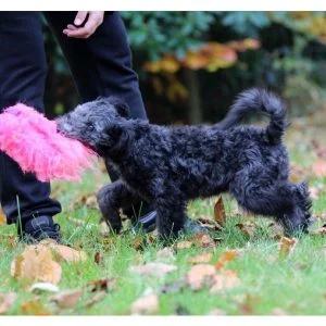 CSiGORA startpaket – Träningsleksaker utan päls - Bild 1