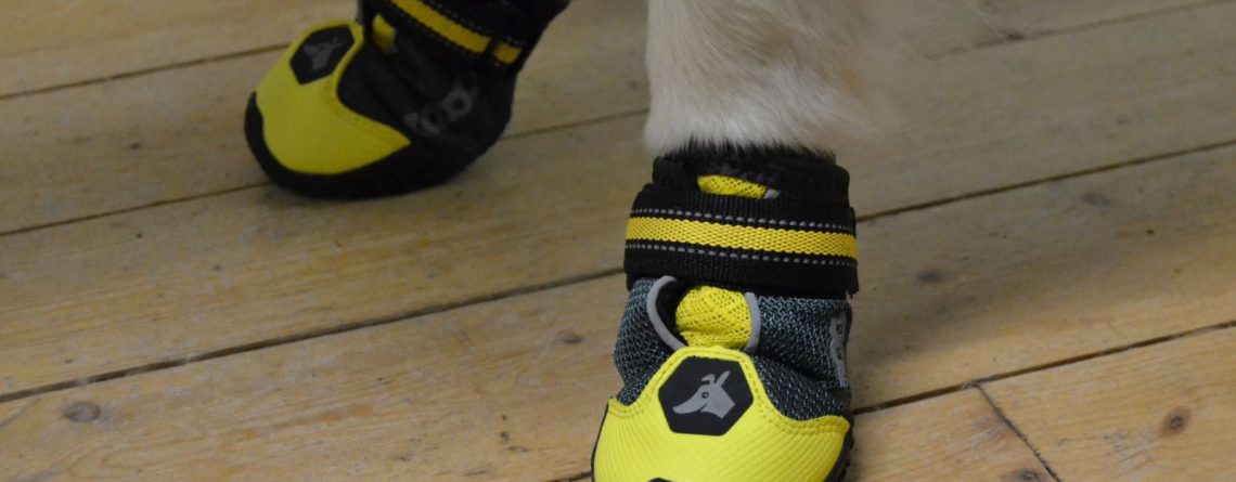 Vanliga misstag när man köper hundskor