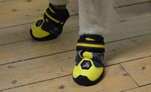 Vanliga misstag när man köper hundskor