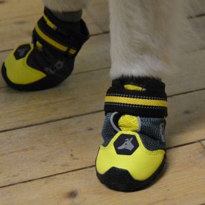 Vanliga misstag när man köper hundskor