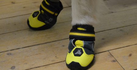 Vanliga misstag när man köper hundskor