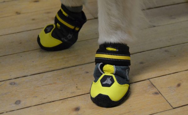 Vanliga misstag när man köper hundskor