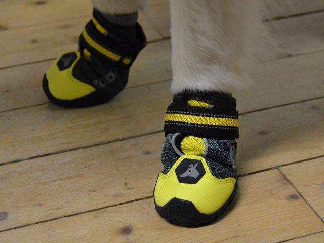 Vanliga misstag när man köper hundskor