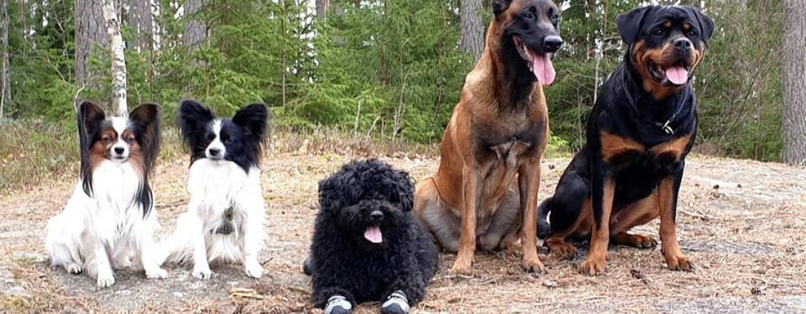 Kloklipp på hundens villkor