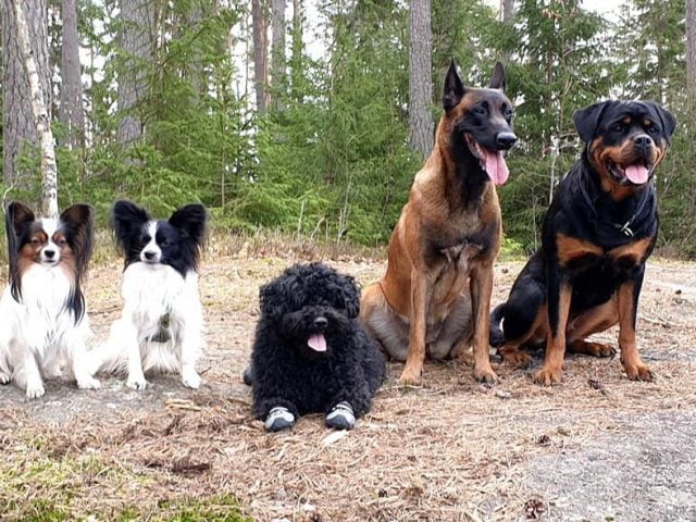 Kloklipp på hundens villkor