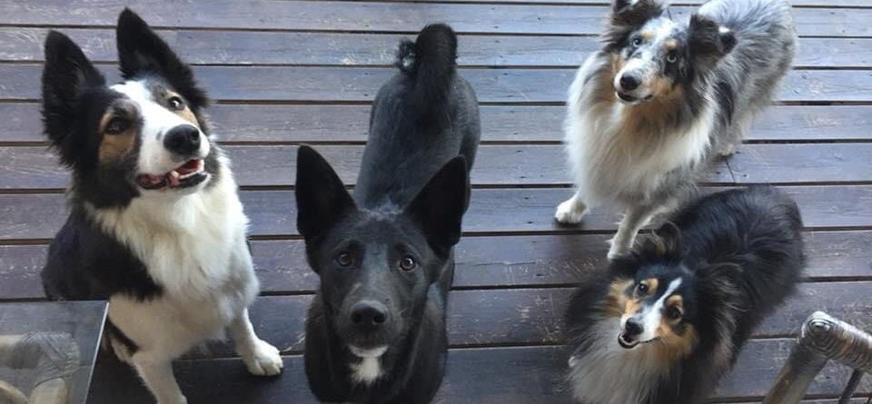 Work for Fun Hundutbildning