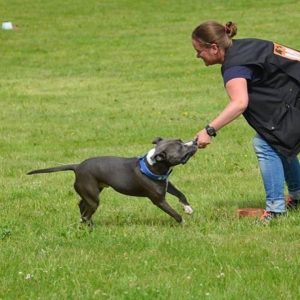 Work For Fun Hundträning