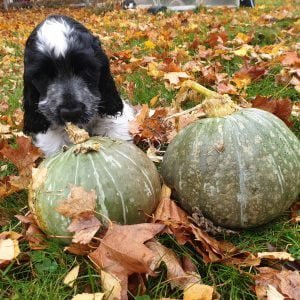 Halloweensök TEM Inomhus