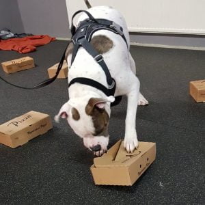 träning inför doftprov