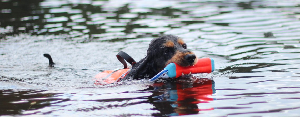 sommarprylar till din hund