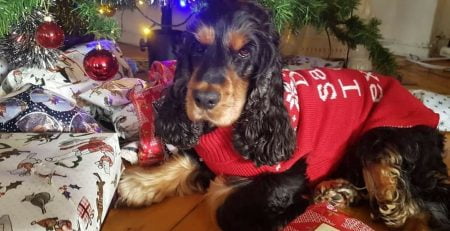 julklappstips hund