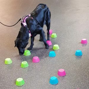 Nosework Fortsättning i Lammhult