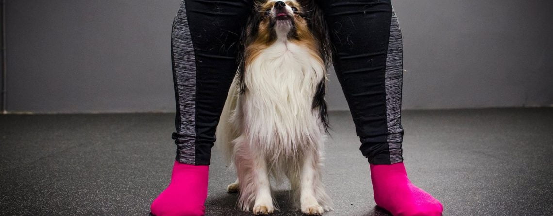 Nu kan du gå hundkurs för ditt friskvårdsbidrag