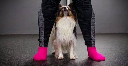 Nu kan du gå hundkurs för ditt friskvårdsbidrag