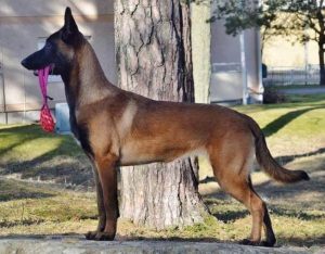 Hundkurser i lammhult