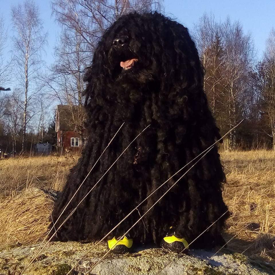 Bästa hundskorna är 4season shoes enligt Misha