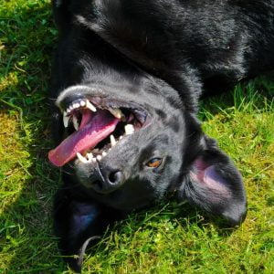 Rallylydnad - Öppenträning med Maria 22 april