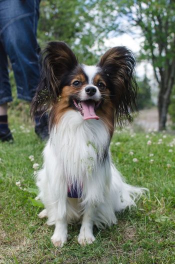 Marias papillon Bondi