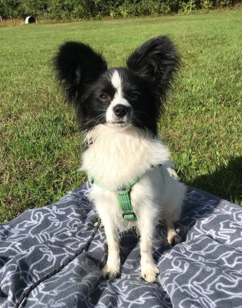 Marias papillon Azton