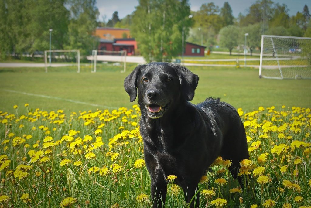 Min Ella - hon som jag startade min hundresar med!