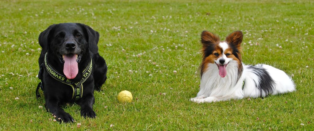 Maria Jämtenståls första hundar Ella och Ivanhoe