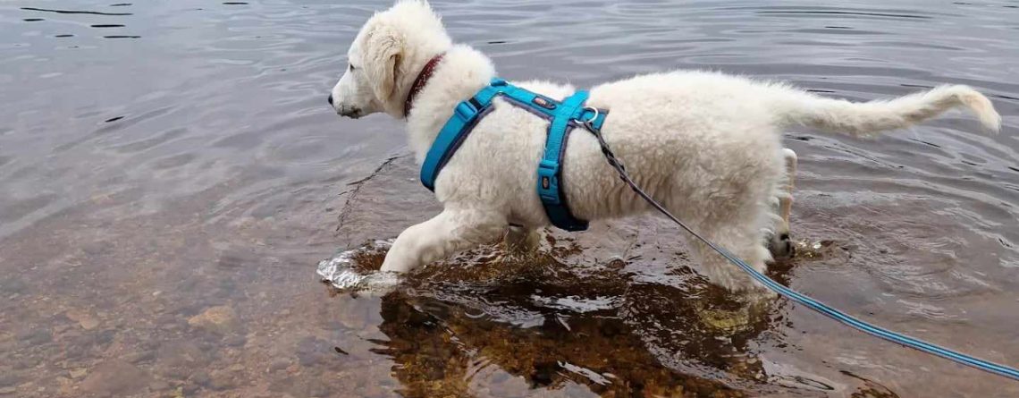 Kuvasztiken Fanta är en tuff tjej som gillar äventyr!