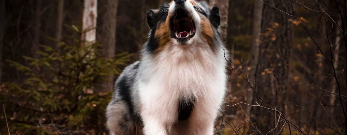 Insektsfoder - det miljövänliga alternativet!