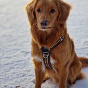 Hund med Copenhagen sele