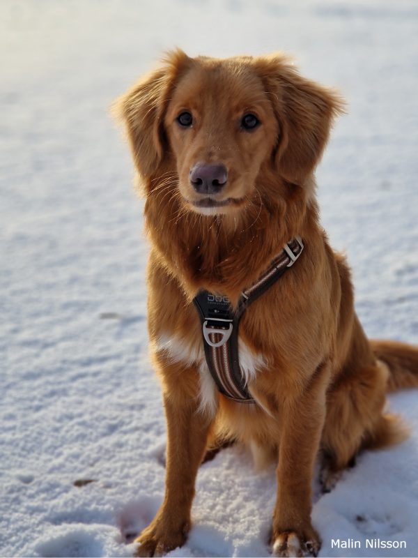 Hund med Copenhagen sele