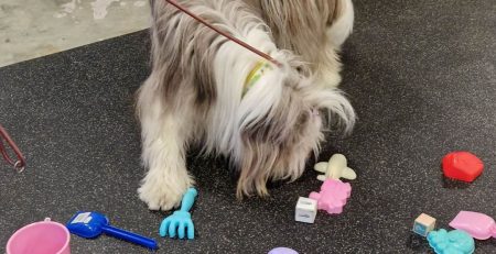 Nosework - När hunden får vara experten