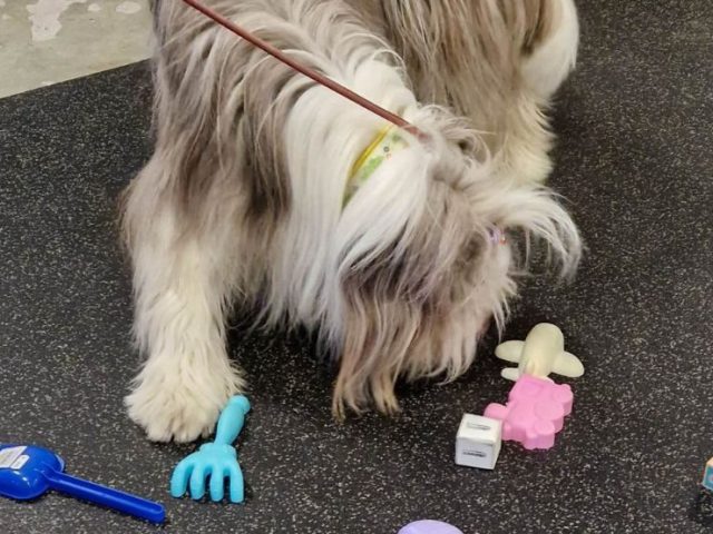 Nosework - När hunden får vara experten