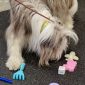 Nosework - När hunden får vara experten