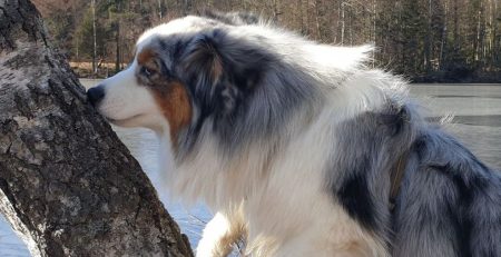 Nosework eller Nose Work