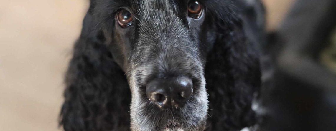 Blodspår som berikning för Krummi