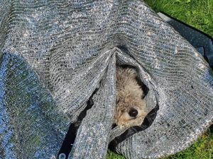 Pumi under en silverduk