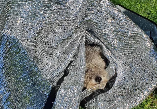 Pumi under en silverduk