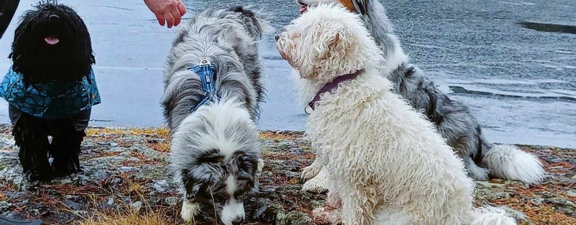 Vilket är bästa hundgodiset?