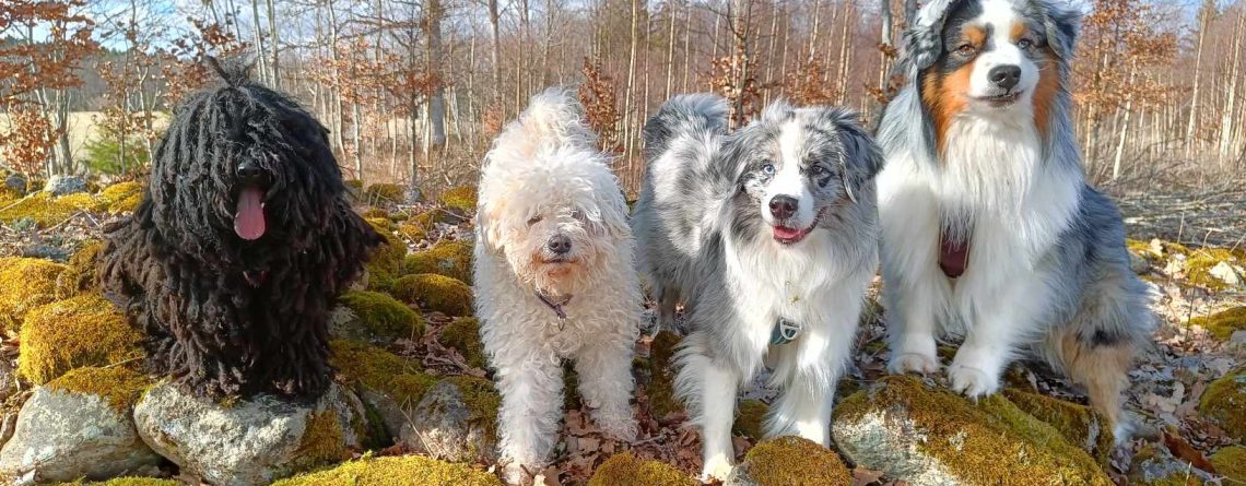 Stort utbud av hundkurser i Kronoberg