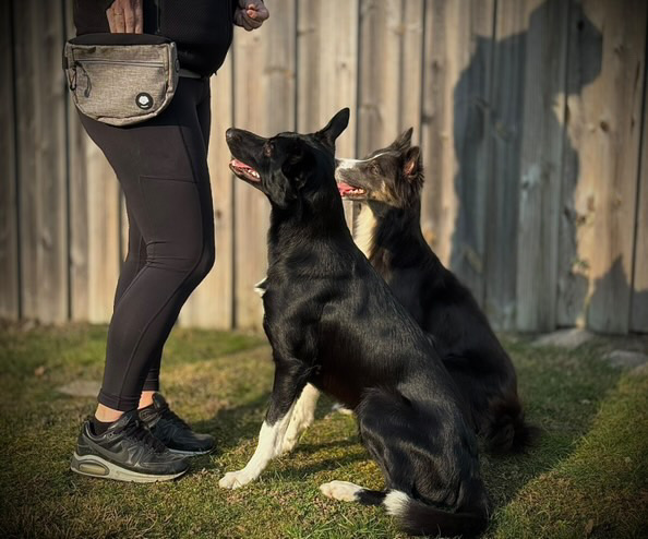 CSiGORA Krummi Beloningsvaska