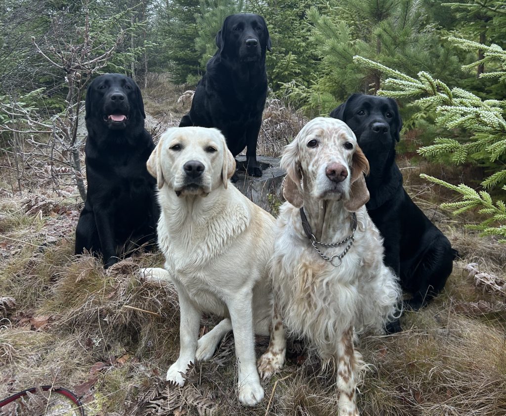 Kennel Farthingale föder upp labrador och engelsk setter