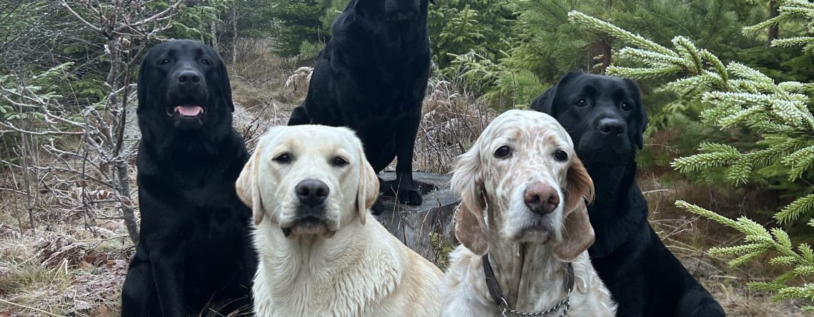 Kennel Farthingale uppfödning av labrador och engelsk setter