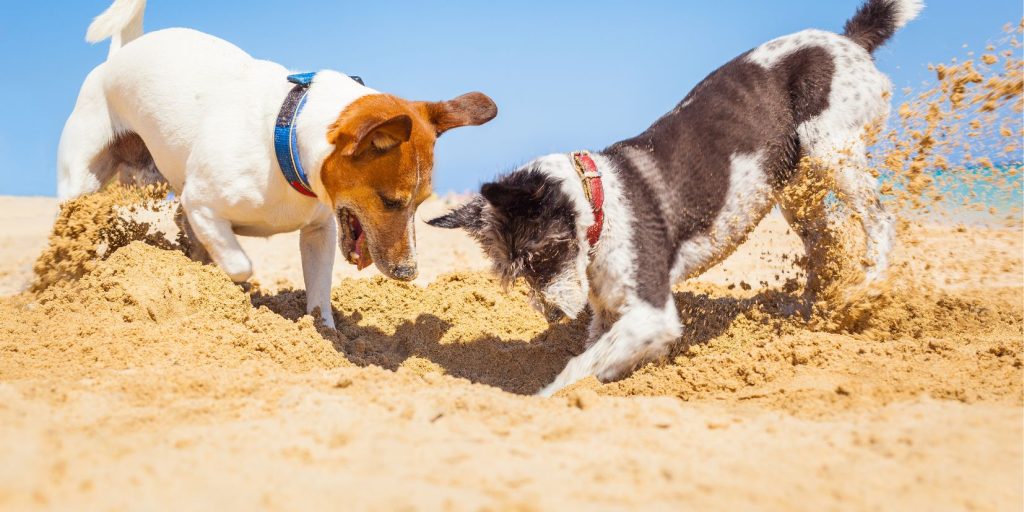 Det är viktigt att inte enbart fokusera på våra önskemål utan även på vad valpen har för behov