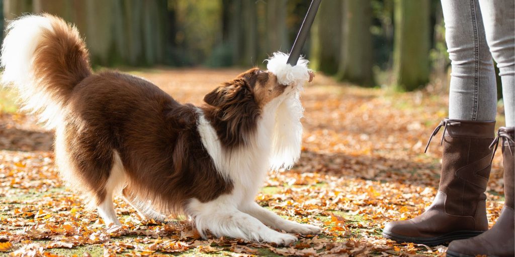 Leken är en viktig del i valpens utveckling