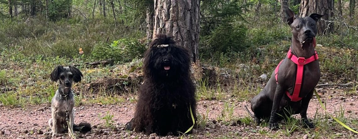Drömmen in en hund. Milton: Hjördis och Kerstin