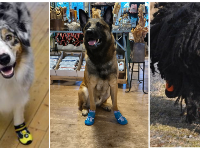 Hur väljer jag rätt hundskor