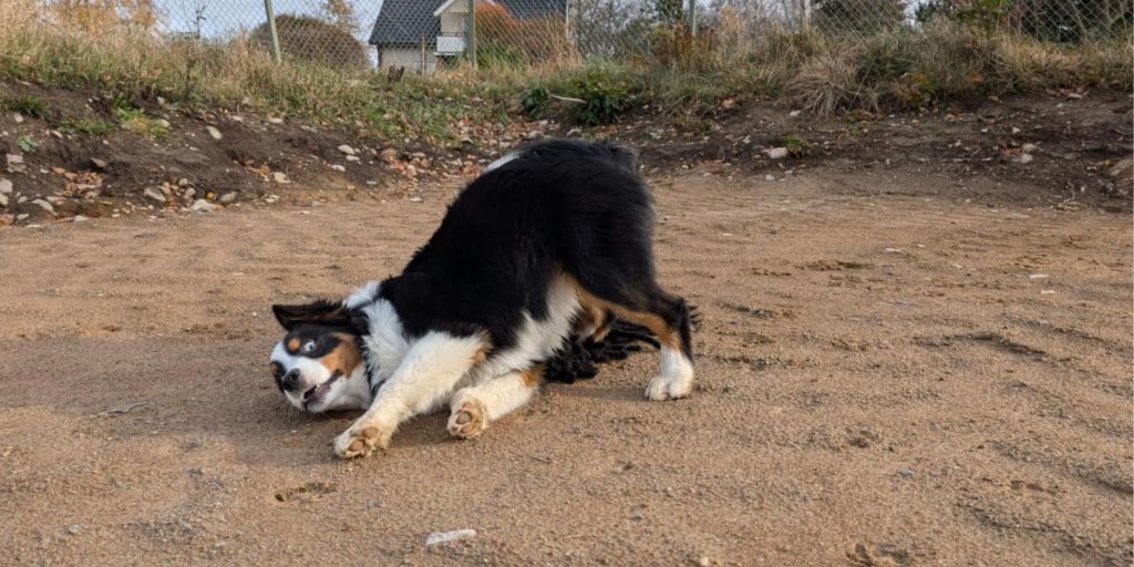 Gaston kan vara lite galen ibland. Precis som en glad valp ska vara!