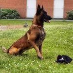 Mixad Hundtraning
