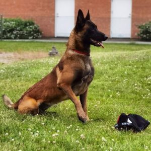 Mixad Hundtraning