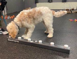 Nosework hos CSiGORA