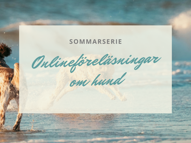 Onlineföreläsningar om hund